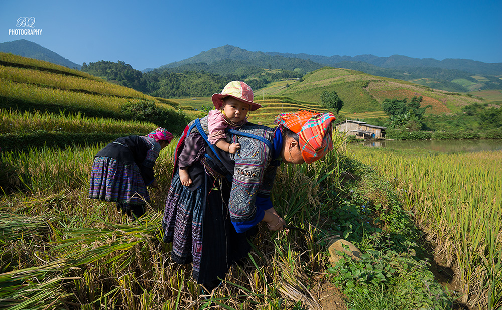 MuCangChai 22Sep14-4857